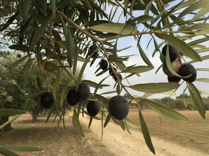 yoga retreat sicily